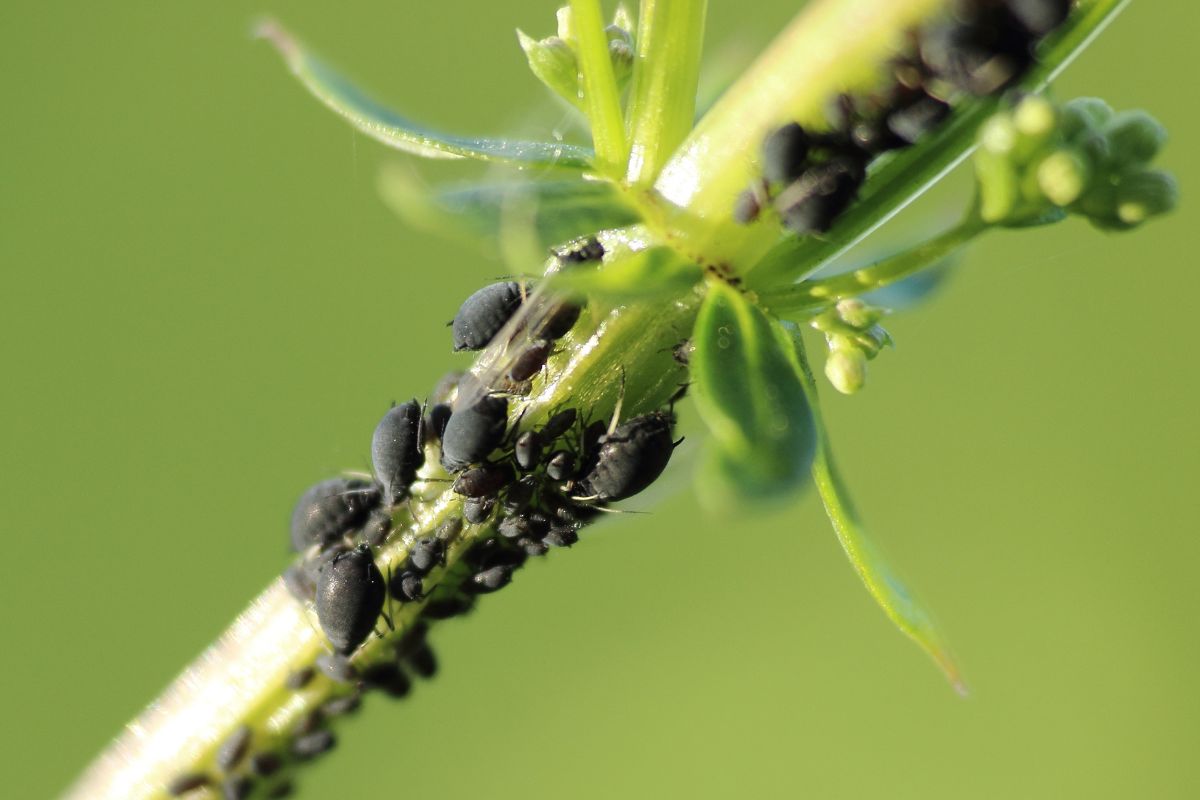 Anti-pucerons naturel : la recette économique au savon noir à connaître