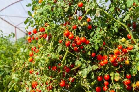 Tomates enterrées plus profond : la méthode qui peut accélérer vos récoltes