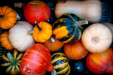 7 légumes à semer en août pour récolter dès l’automne