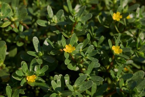 Ne jetez plus le pourpier : cette plante peut devenir un vrai atout au potager