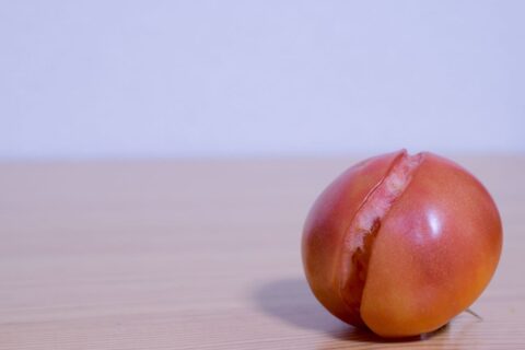 Tomates éclatées après un orage : le geste simple qui peut éviter les fissures au potager