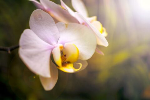 Orchidée et canicule : où la placer quand la température atteint 35 °C ?