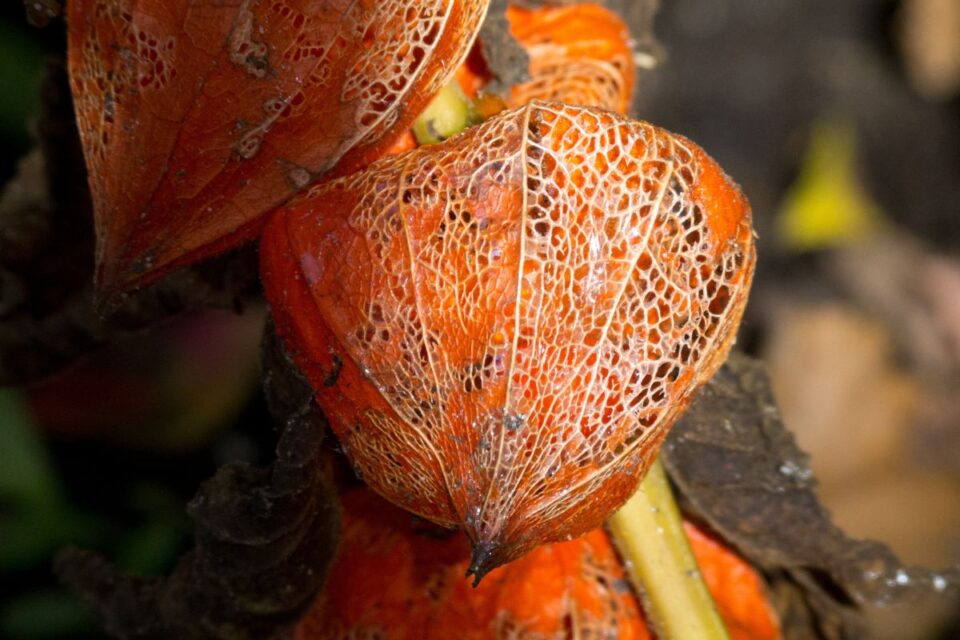 Cette “tomate orange” n’en est pas une : la plante qui va vous étonner