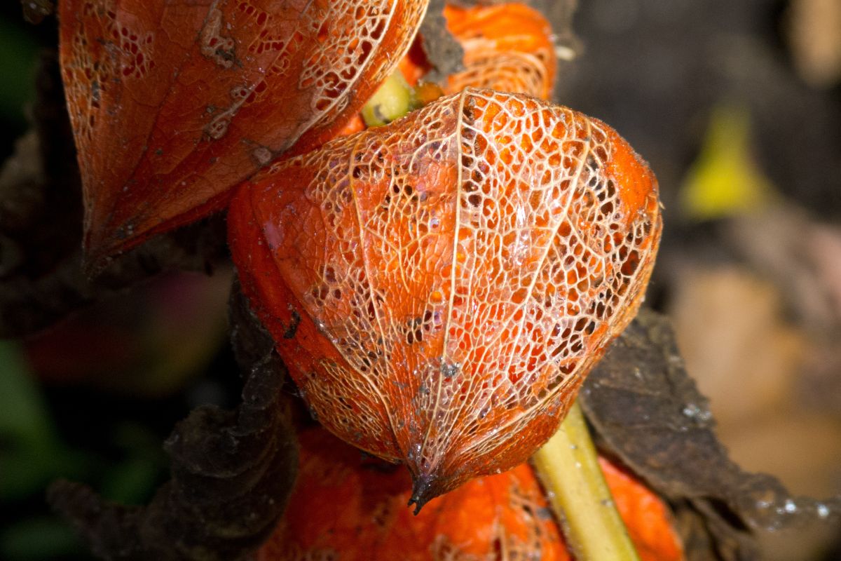 Cette “tomate orange” n’en est pas une : la plante qui va vous étonner