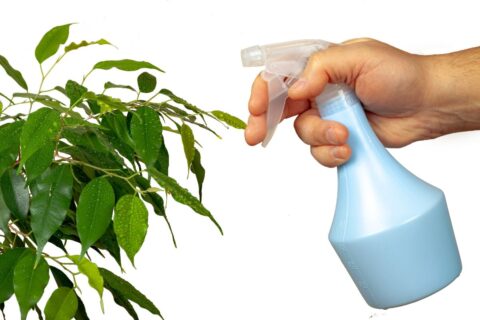 Décoction d’ail au jardin : le répulsif naturel est-il vraiment efficace ?