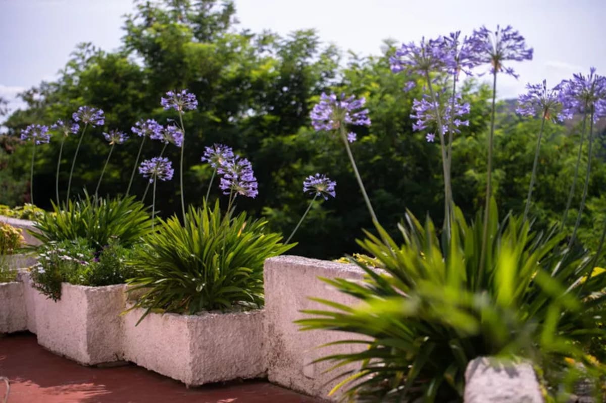 agapanthes
