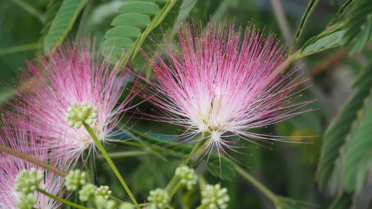 Albizia julibrissin