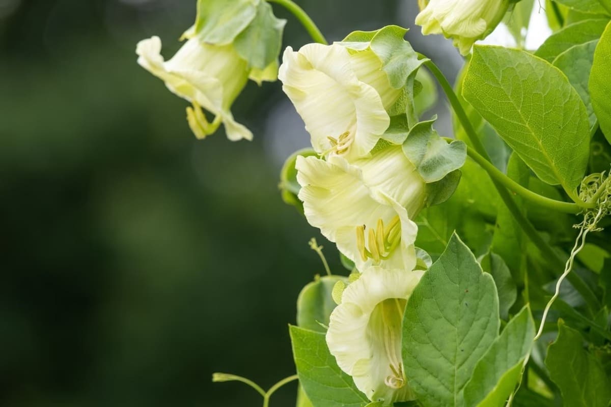 cobee grimpante blanche