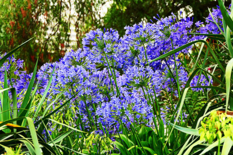 plantes