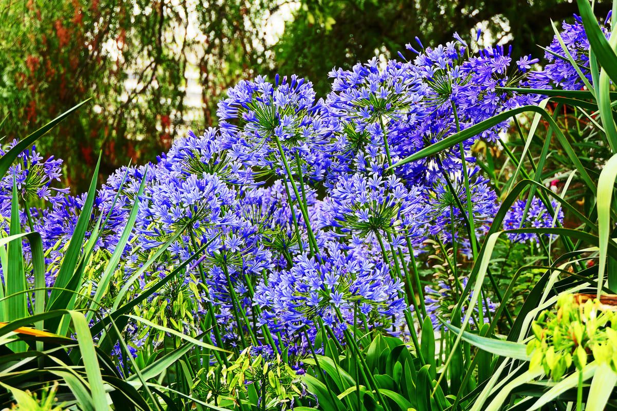 plantes