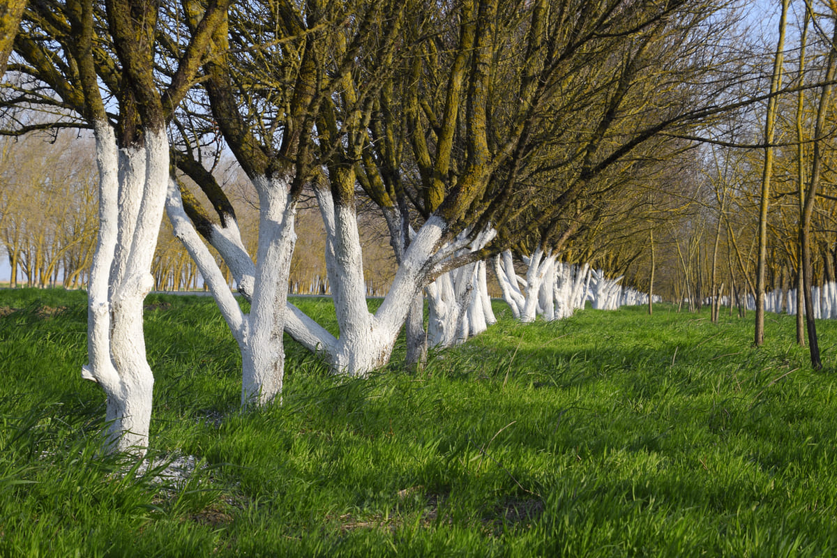 arbres fruitiers