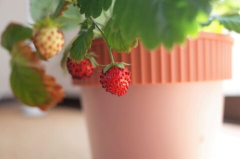 Balcon minuscule