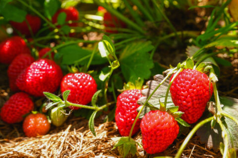 fraises
