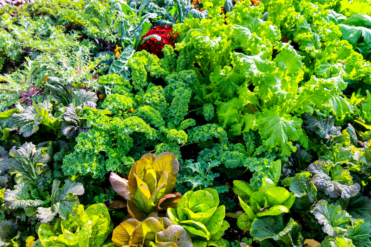 Potager