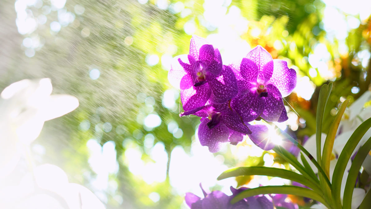 Orchidée