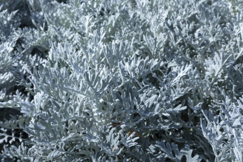 plantes au feuillage gris