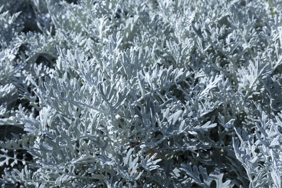 plantes au feuillage gris