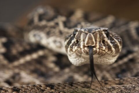 Serpents