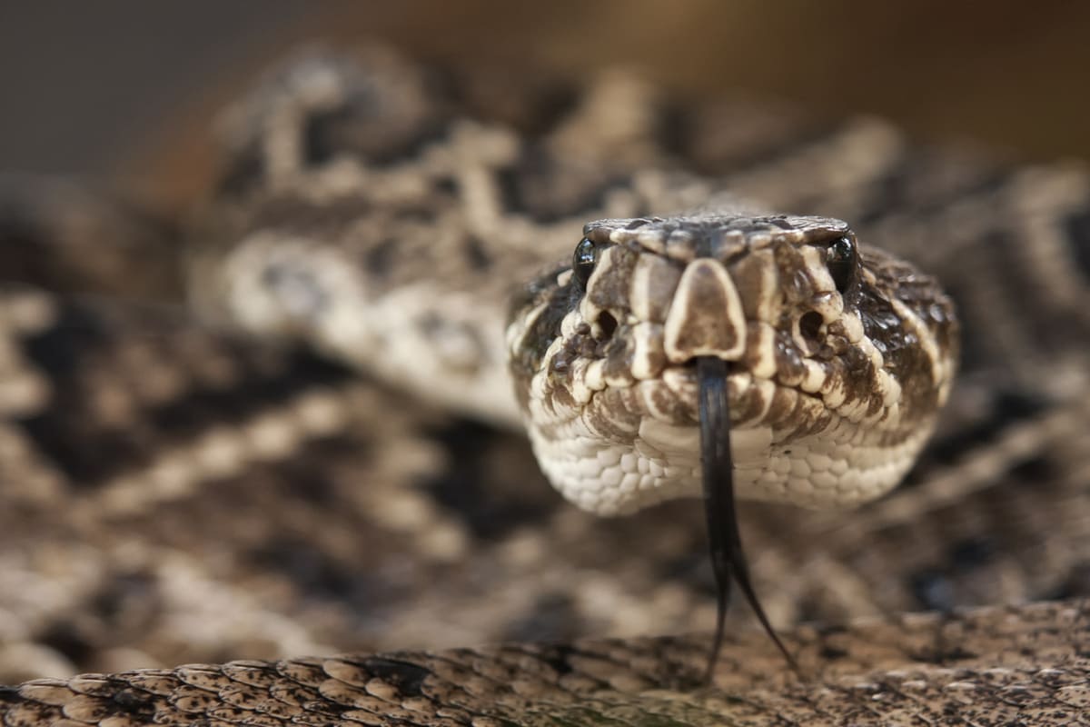 Serpents