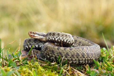 Serpents au jardin