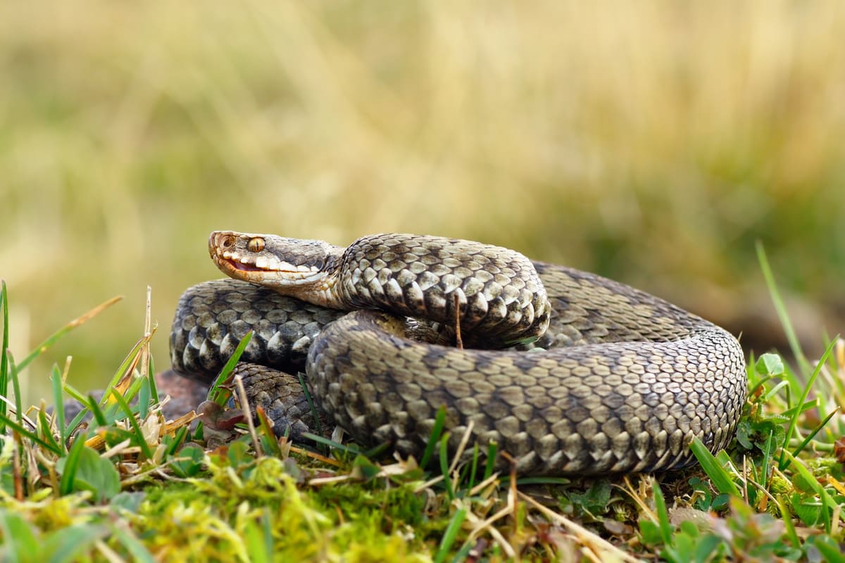 Serpents au jardin