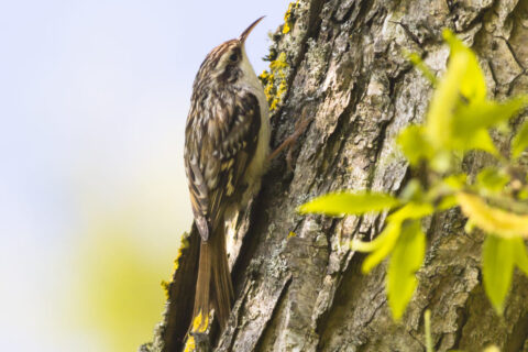 oiseau