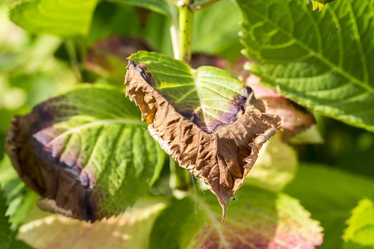 hortensia