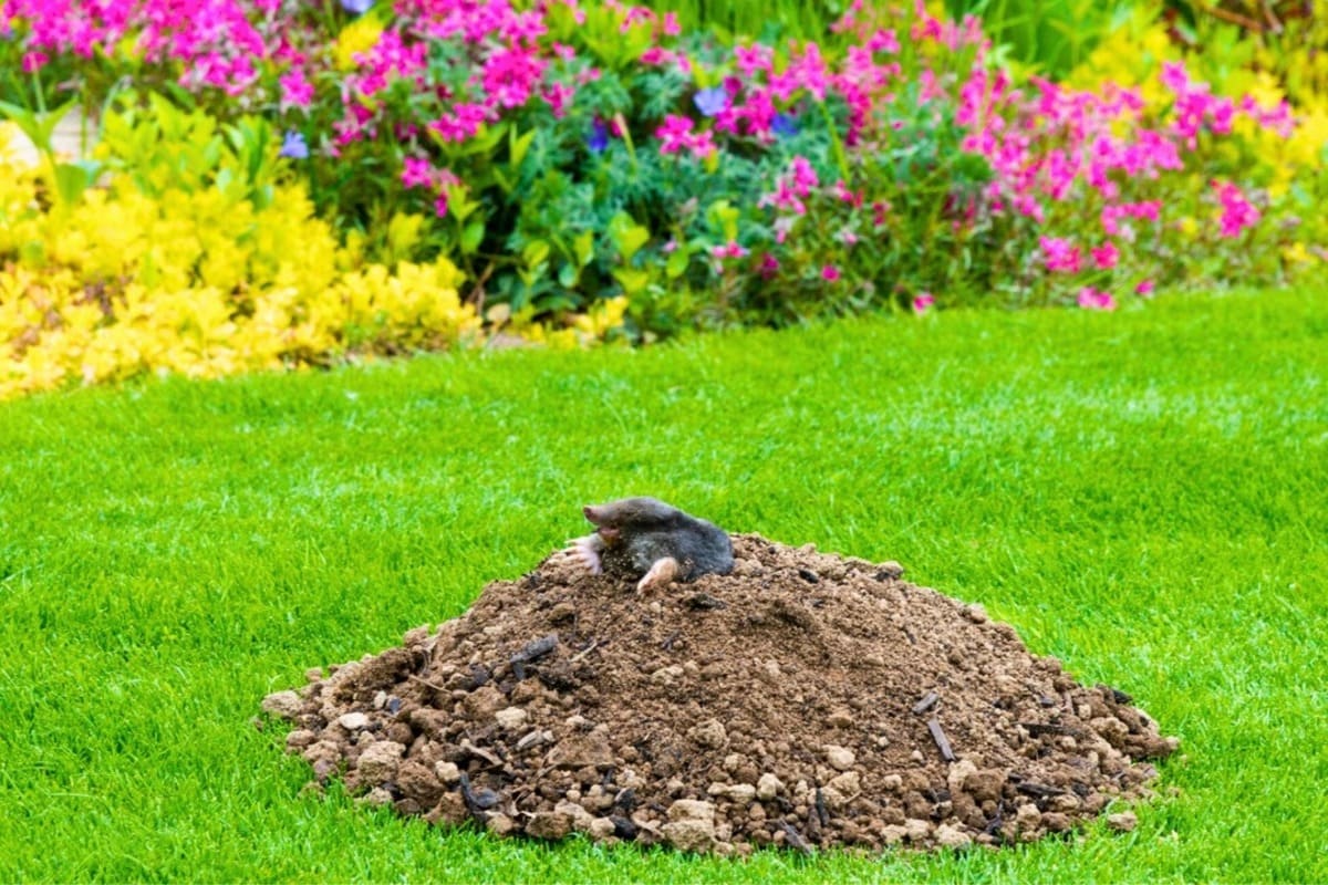 jardin-taupes-plantes