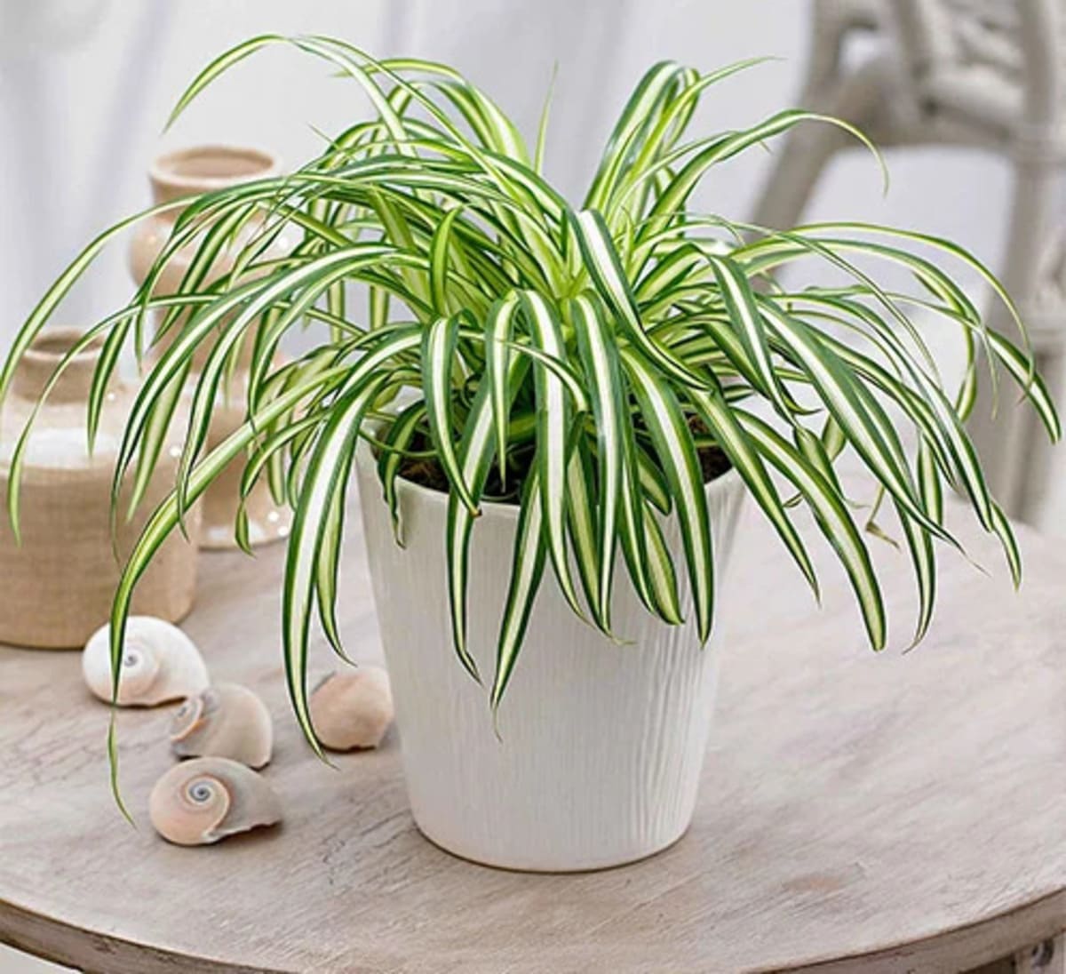 chlorophytum
