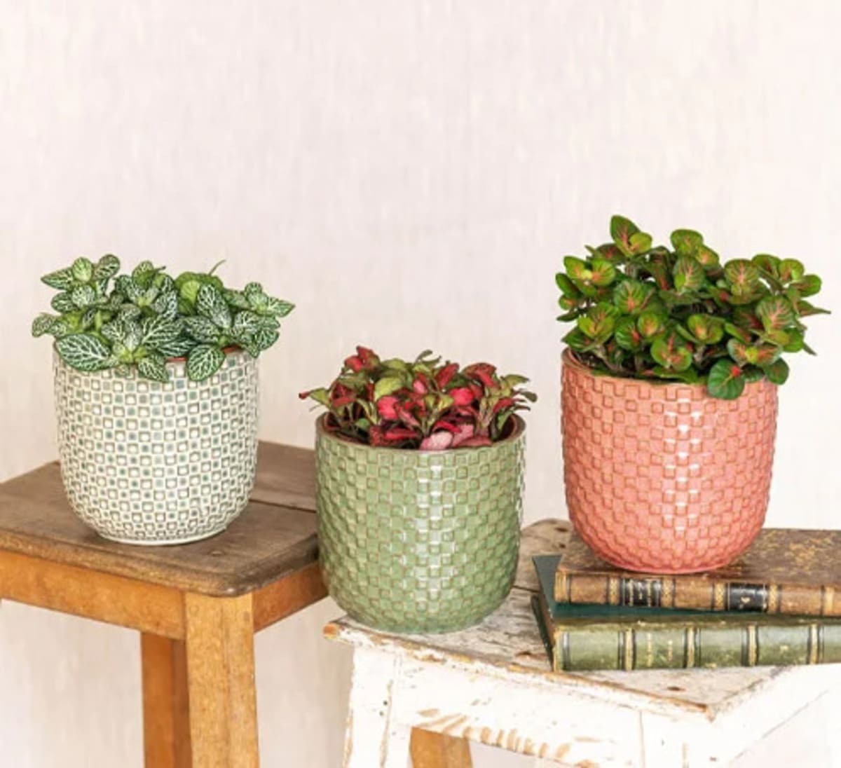Fittonia