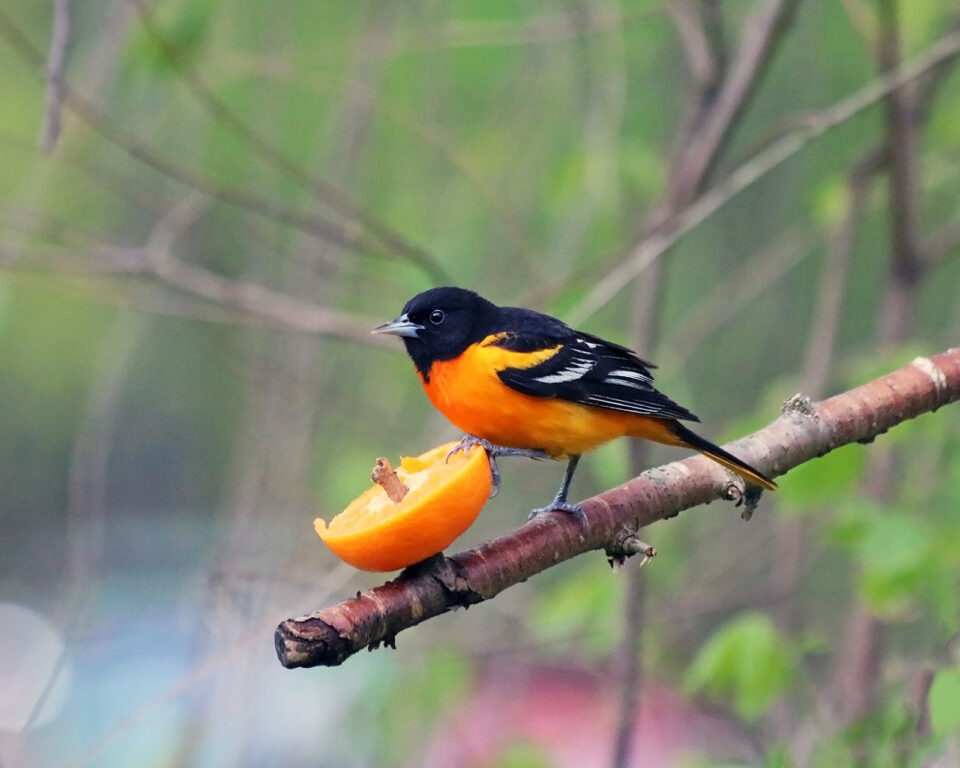 Un oriole de Baltimore s'apprêtant à picorer une orange