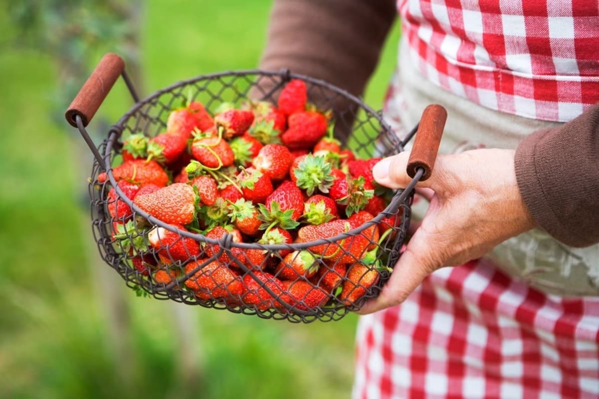 panier de fraises