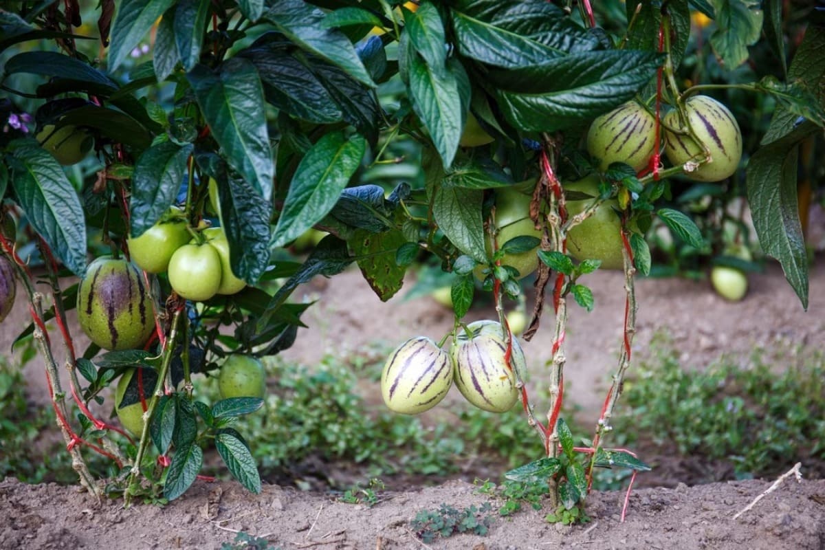 plante-semaine-pepino-4