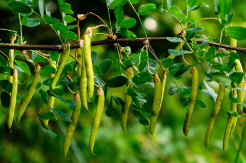 Cet étonnant arbre résiste à tout et fait pousser des petits pois en hauteur