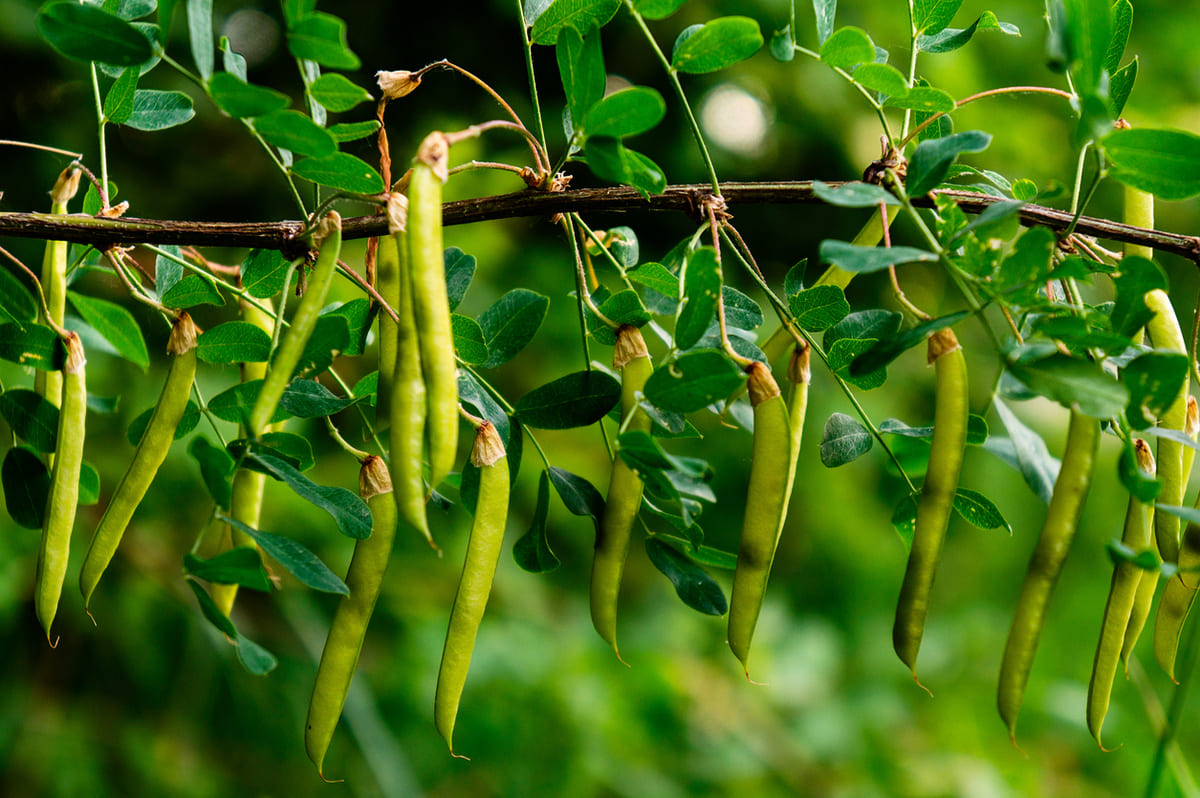 Cet étonnant arbre résiste à tout et fait pousser des petits pois en hauteur