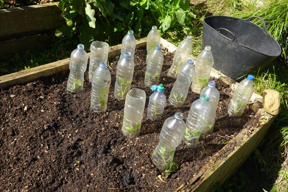 Ils ont collecté plus de 2 000 bouteilles en plastique pour bâtir une serre et cultiver toute l'année