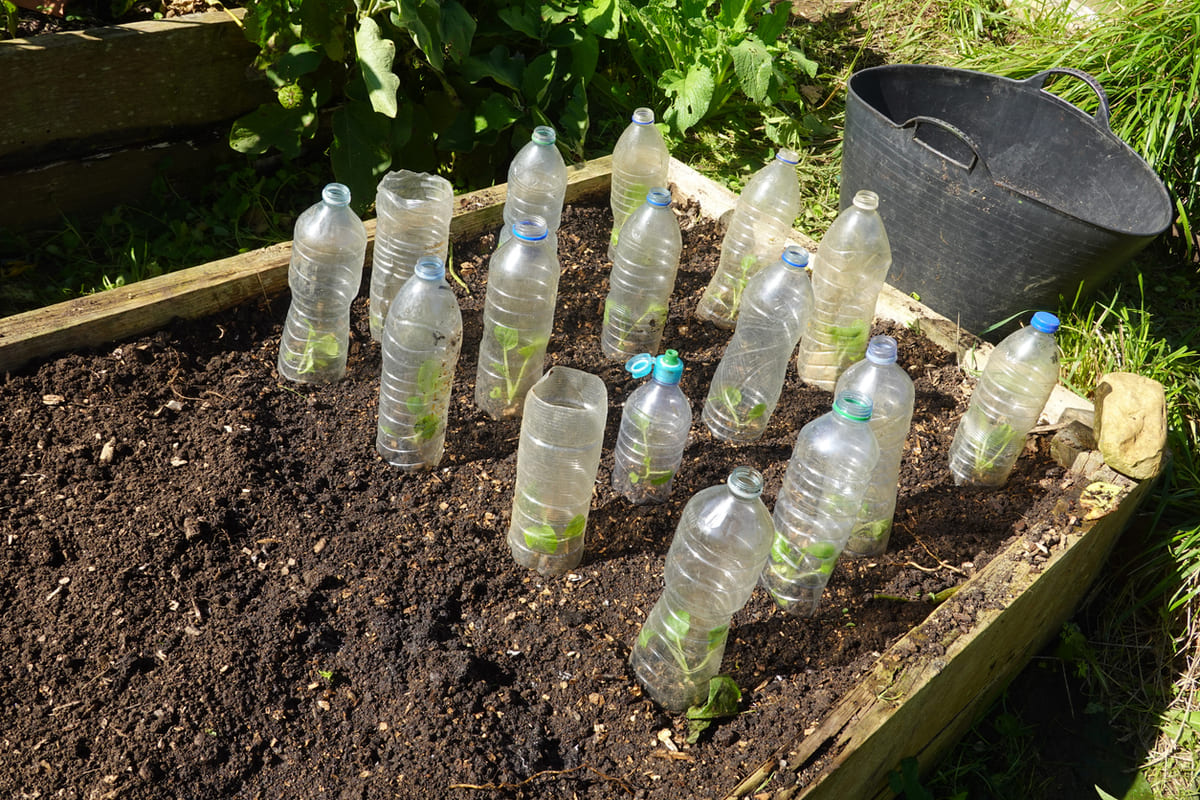 Ils ont collecté plus de 2 000 bouteilles en plastique pour bâtir une serre et cultiver toute l'année