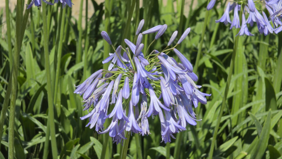 Agapanthes en août : le geste qui peut doubler la floraison l'année prochaine